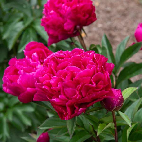 Bulbes à fleurs à planter au printemps - Pivoine De Chine Karl Rosenfeld (x1) - face recto